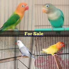 Parblue, Green Opaline, Palefallow Chick For Sale In Karachi Malir