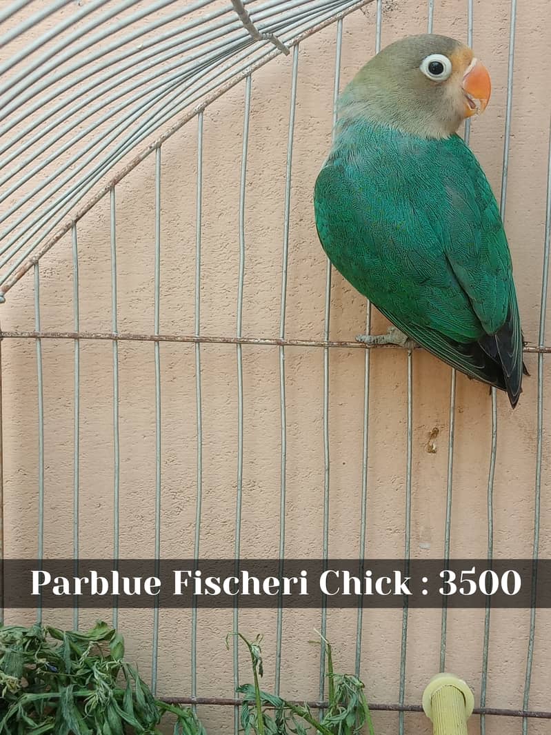 Parblue, Green Opaline, Chick For Sale In Karachi Malir 1