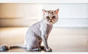cat haircut/Summer shave/Triming
