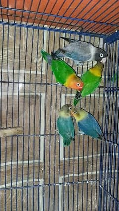parrots full family 5 piece love  birds 0