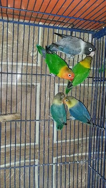 parrots full family 5 piece love  birds 0