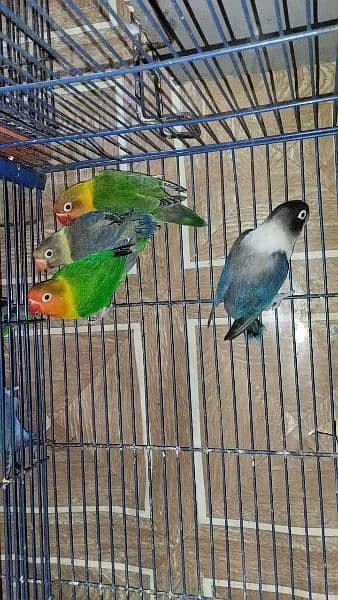 parrots full family 5 piece love  birds 1