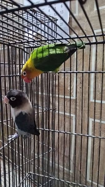 parrots full family 5 piece love  birds 2