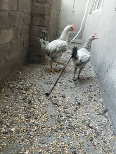 Pair of desi hens for sale