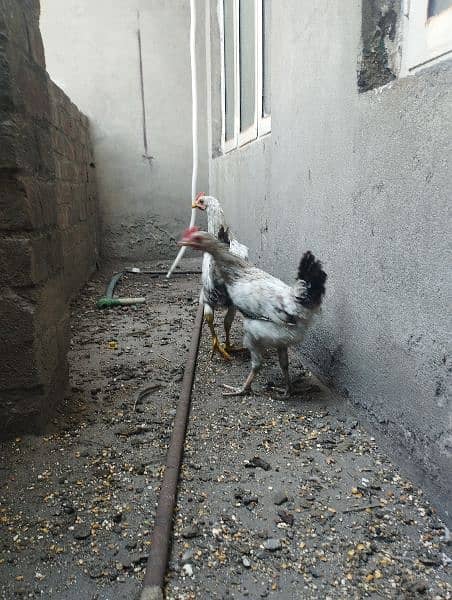 Pair of desi hens for sale 1
