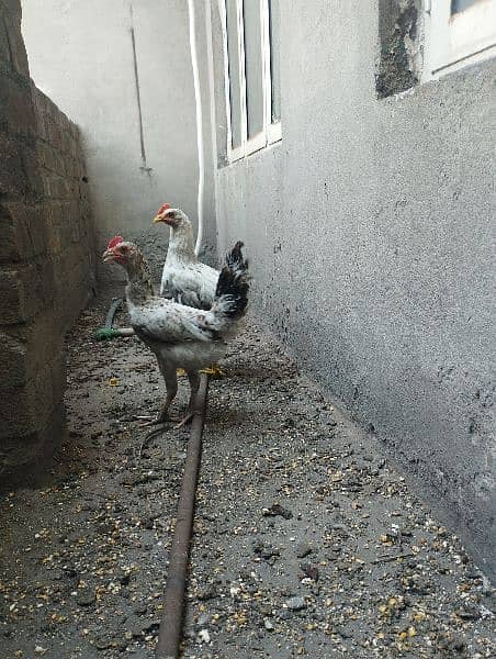 Pair of desi hens for sale 2