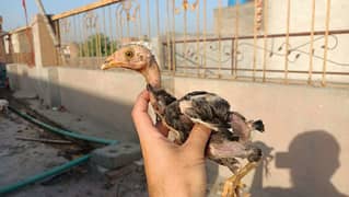 Aseel Mianwali Mother and 8 chicks for sale