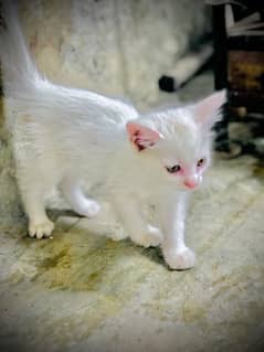 Persian kitten / white cats
