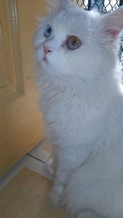 Persian male cat odd eyes
