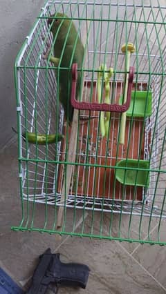 green parrot madaa 0