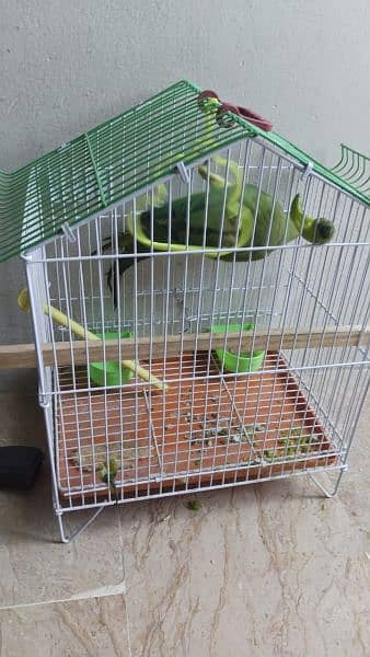 green parrot madaa 2