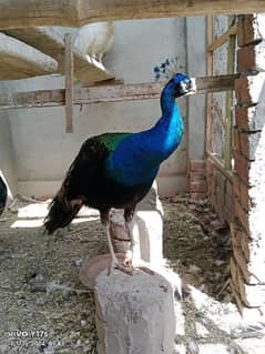 very nice peacock