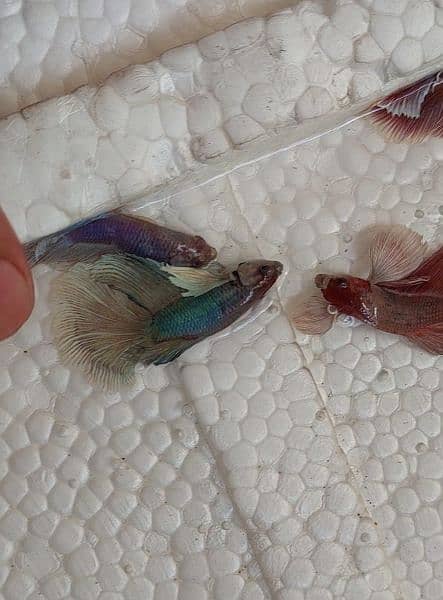 +70 Betta fish male & female available 7