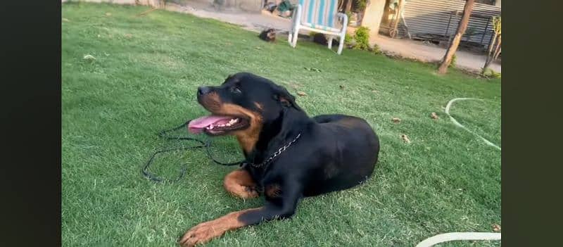 A female fully trained Rottweiler 2