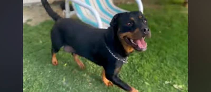 A female fully trained Rottweiler 4