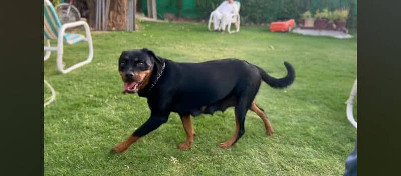 A female fully trained Rottweiler 5