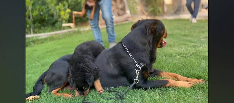 A female fully trained Rottweiler 7