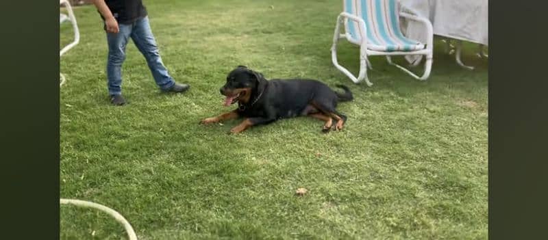 A female fully trained Rottweiler 8