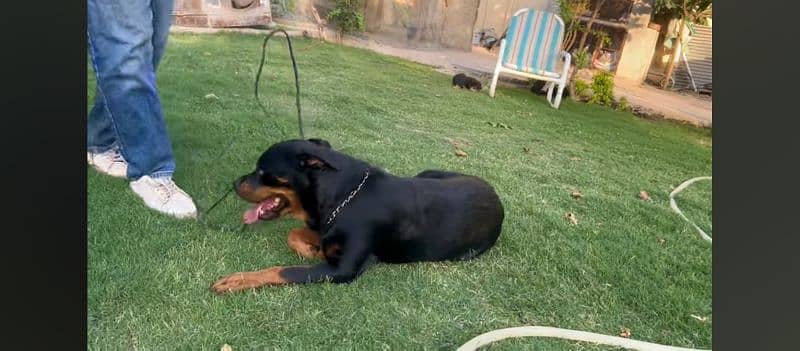 A female fully trained Rottweiler 9