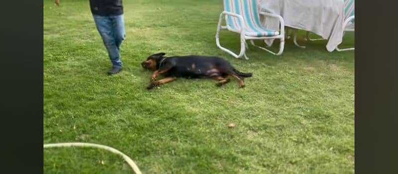 A female fully trained Rottweiler 10