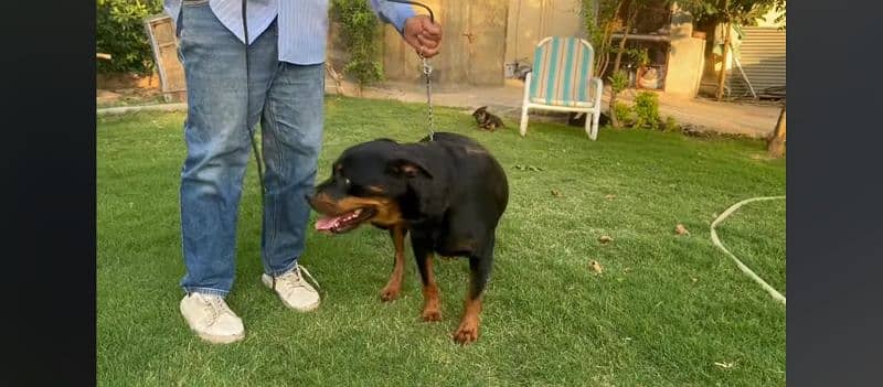 A female fully trained Rottweiler 11