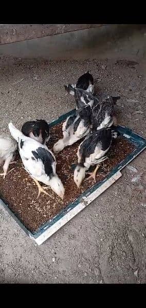 chicks for sale Heera male chini female 3