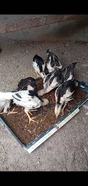 chicks for sale Heera male chini female 4