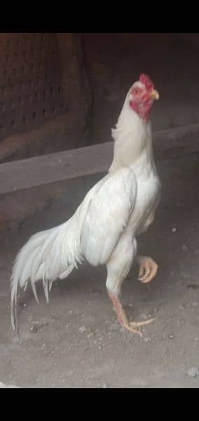 chicks for sale Heera male chini female 6