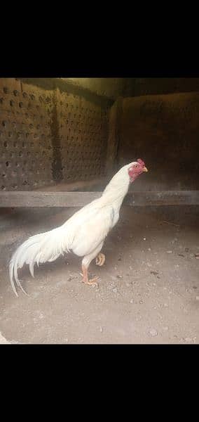 chicks for sale Heera male chini female 10