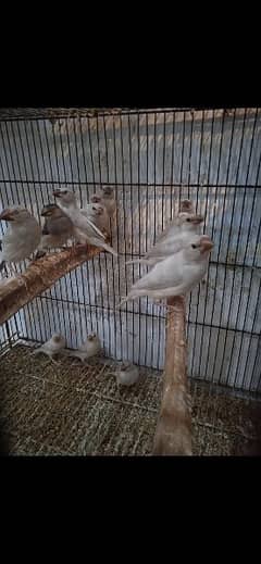 silver java chicks