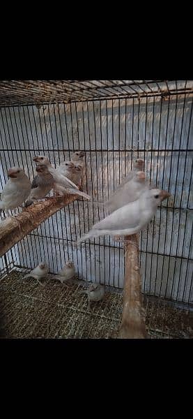 silver java chicks 1