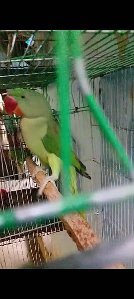 Amazon parrot 3