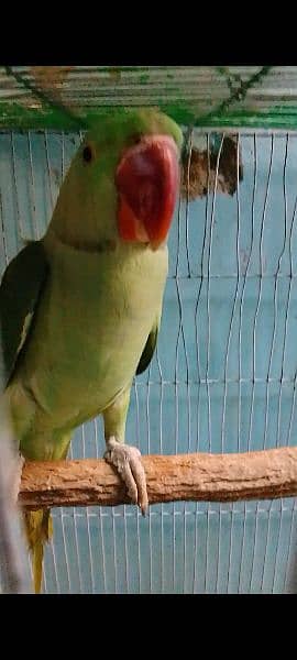 Amazon parrot 4