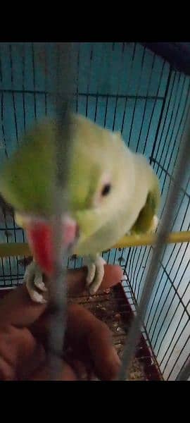 Amazon parrot 8