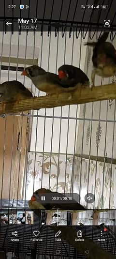 zebra finch pair for sale location Lahore shad bagh 0