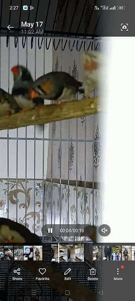 zebra finch pair for sale location Lahore shad bagh 1