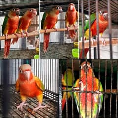 Extreme Red Factor Conure Pair
