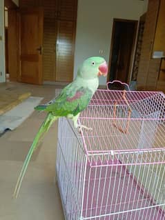 green parrot with red colour on wings