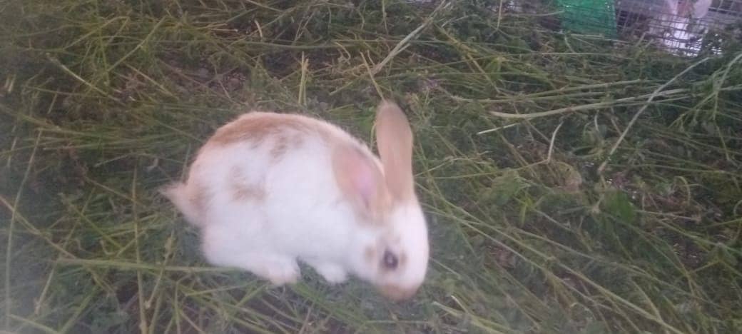 Rabit | Rabbit | bunny | khargosh | Rabits for sale 15