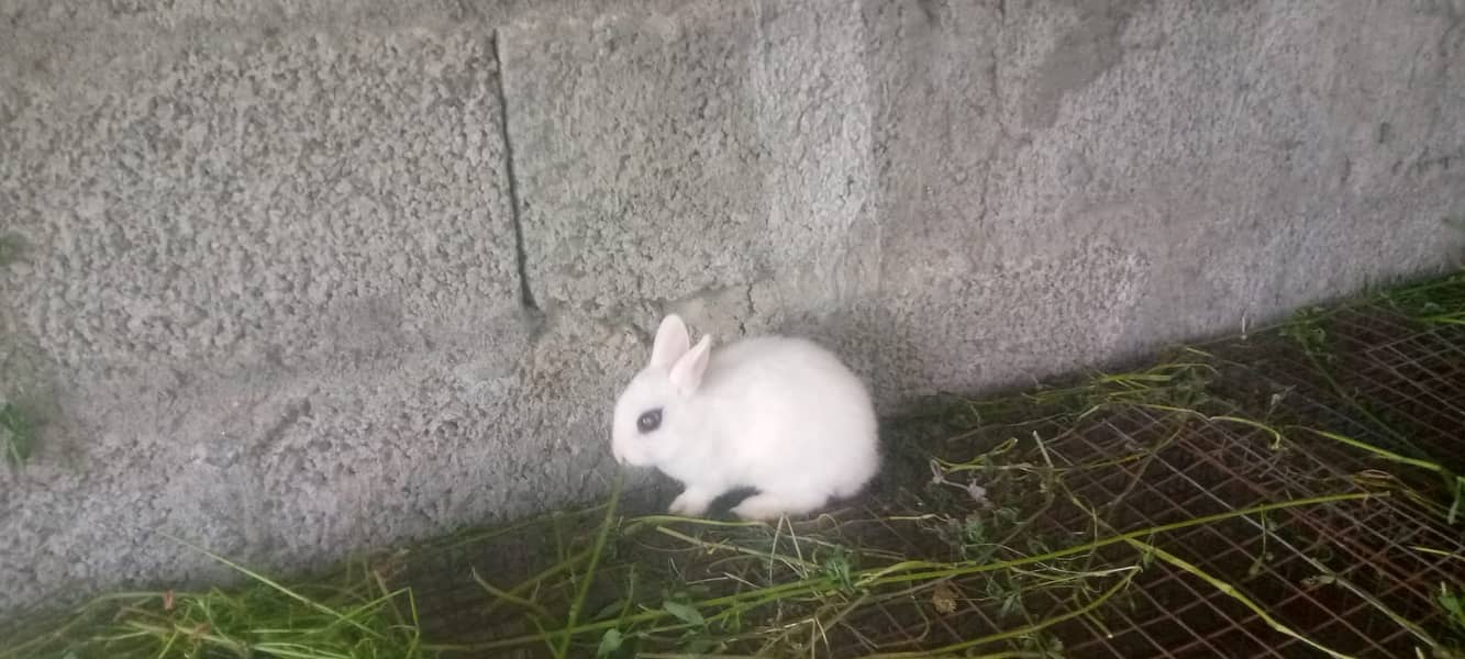 Rabit | Rabbit | bunny | khargosh | Rabits for sale 17