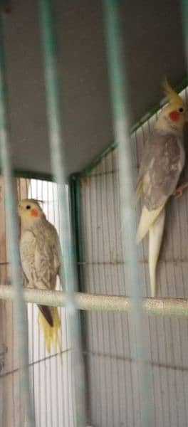 1 female and 1 breader pair for sale just rupees 6000 only 2
