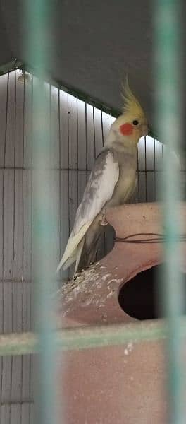 1 female and 1 breader pair for sale just rupees 6000 only 3