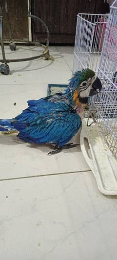 blue and gold macaw chick local Karachi chick