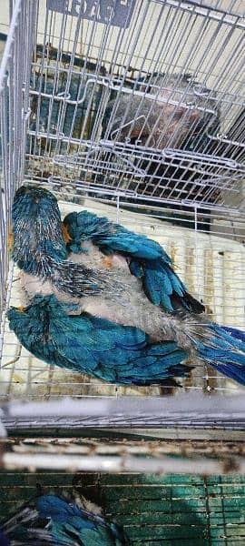 blue and gold macaw chick local Karachi chick 3