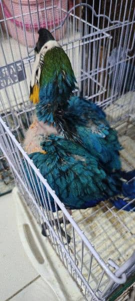 blue and gold macaw chick local Karachi chick 5