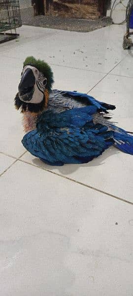 blue and gold macaw chick local Karachi chick 7