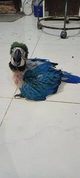 blue and gold macaw chick local Karachi chick 8
