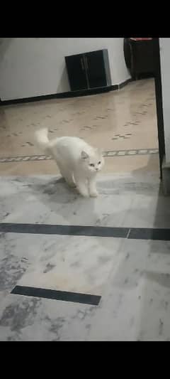 Persian Double Coat Cat