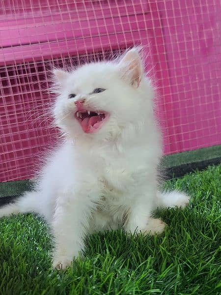 Persian kittens available for sale 4