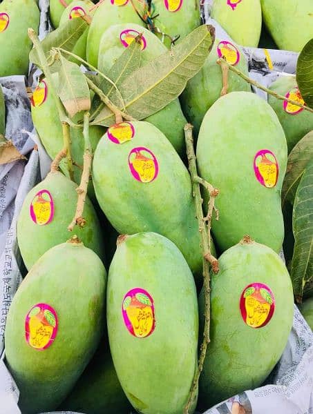 Sindhri Mangoes Mirpurkhas Fresh Farm Export Quality 1